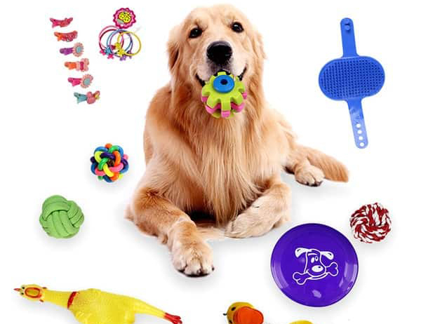 Cách làm đồ chơi cho chó cực đơn giản tại nhà